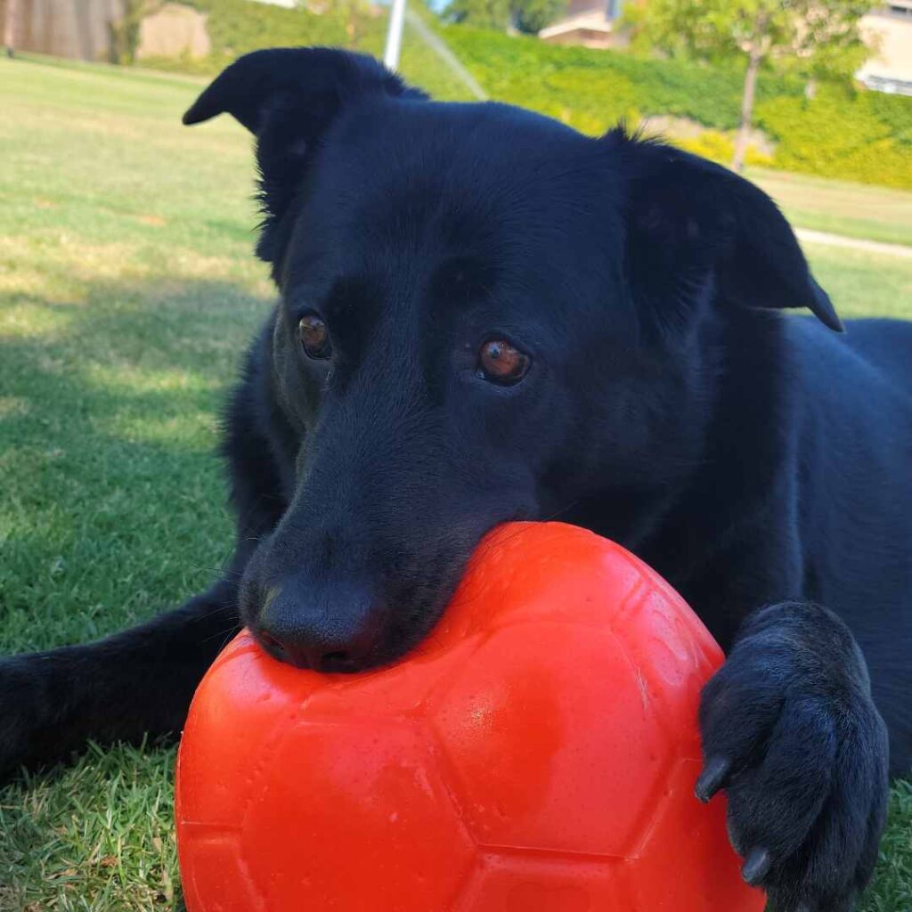 German Shepherd Lab mix Pepper chewing her ball