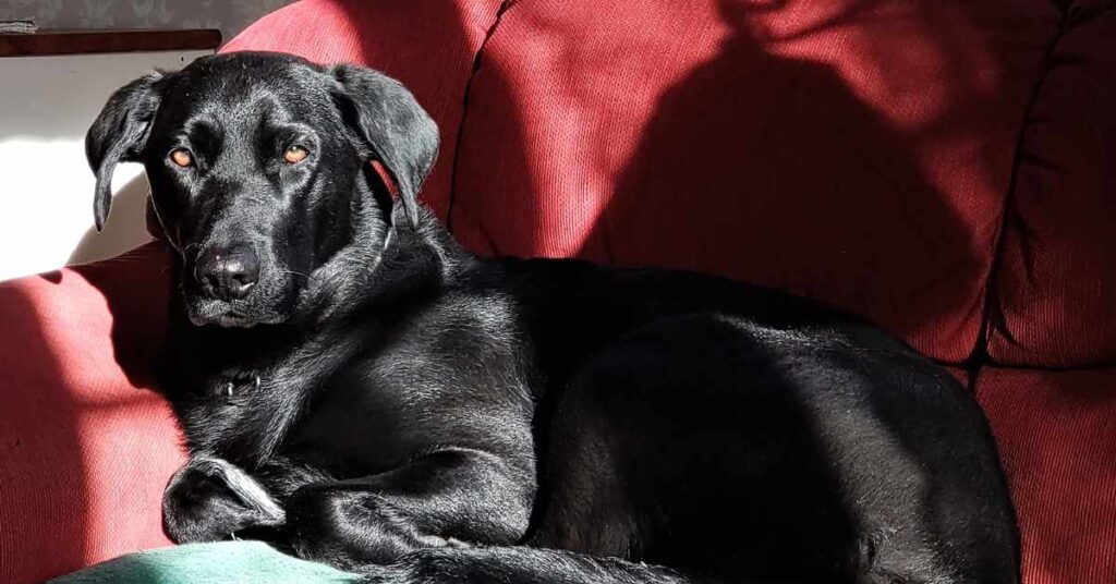 image of tove resting on a couch