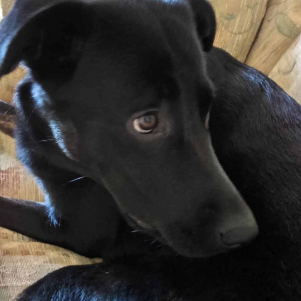 Sheprador Willow looking worried