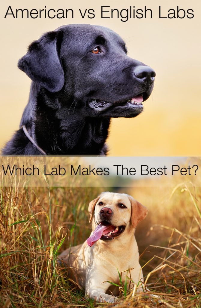 photo of a black american lab above a yellow english lab