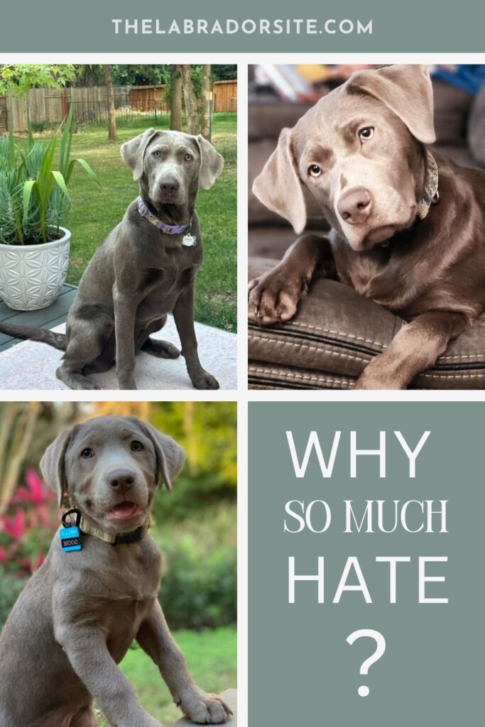 a collage of three photos of Silver Labs with the text overlay that reads: Why so much hate