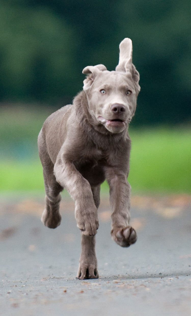 Beautiful young silver lab galloping towards his master, unaware of the controversy that surrounds his ancestry
