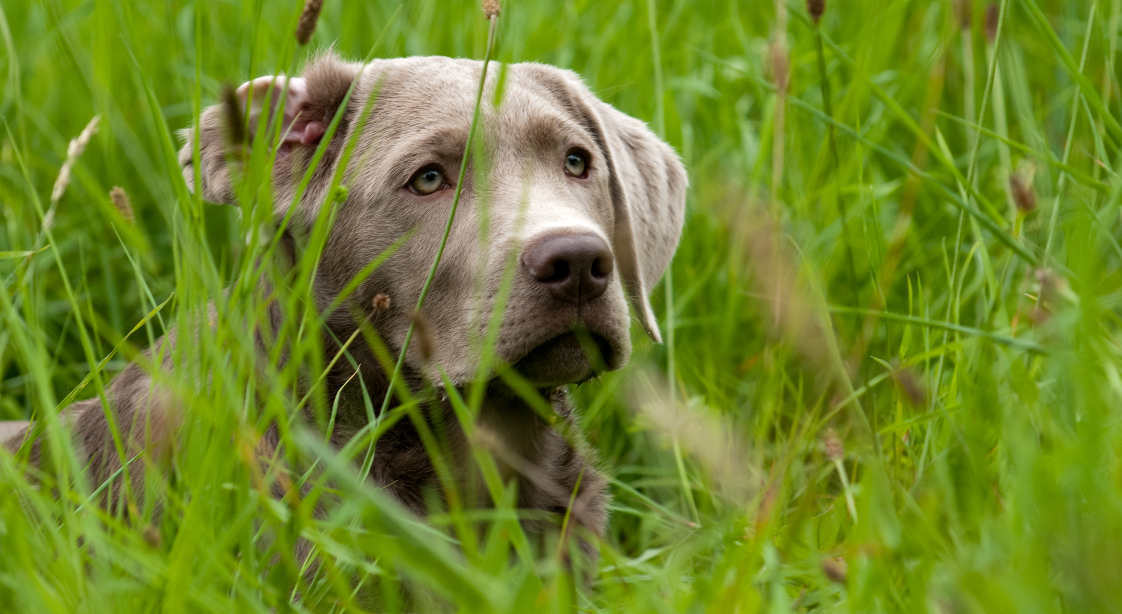 Silver Lab lying in long grass