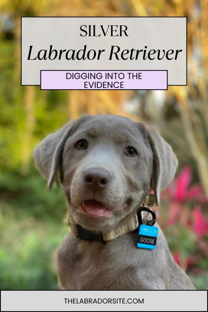 photo of silver labrador puppy with text overlay that reads: Silver Labrador Retriever