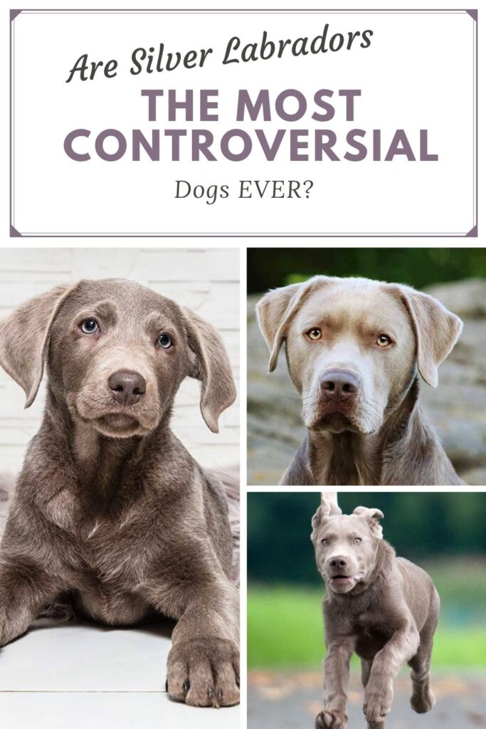 collage of 3 photos of silver labs with text overlay that read: are silver labradors the most controversial dogs ever