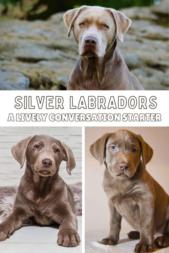 collage of three photos of silver labs with text overlay that reads: Silver Labrador a lively conversation starter