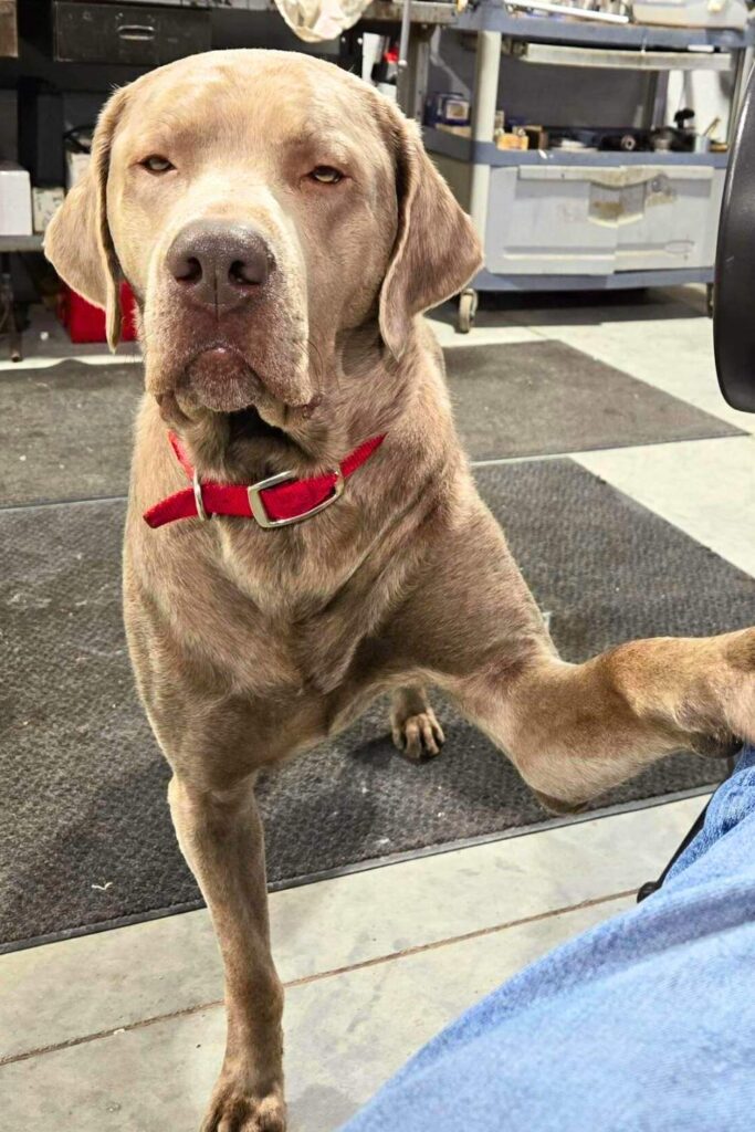 photo of a silver lab with a paw raised