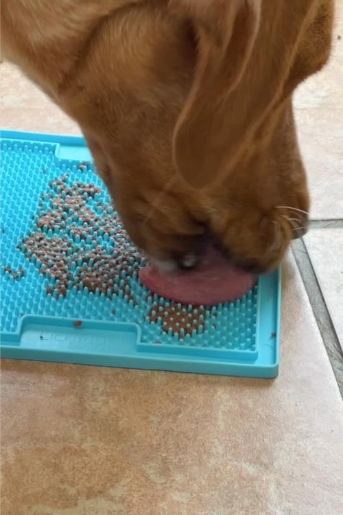 yellow labrador and blue lickimat