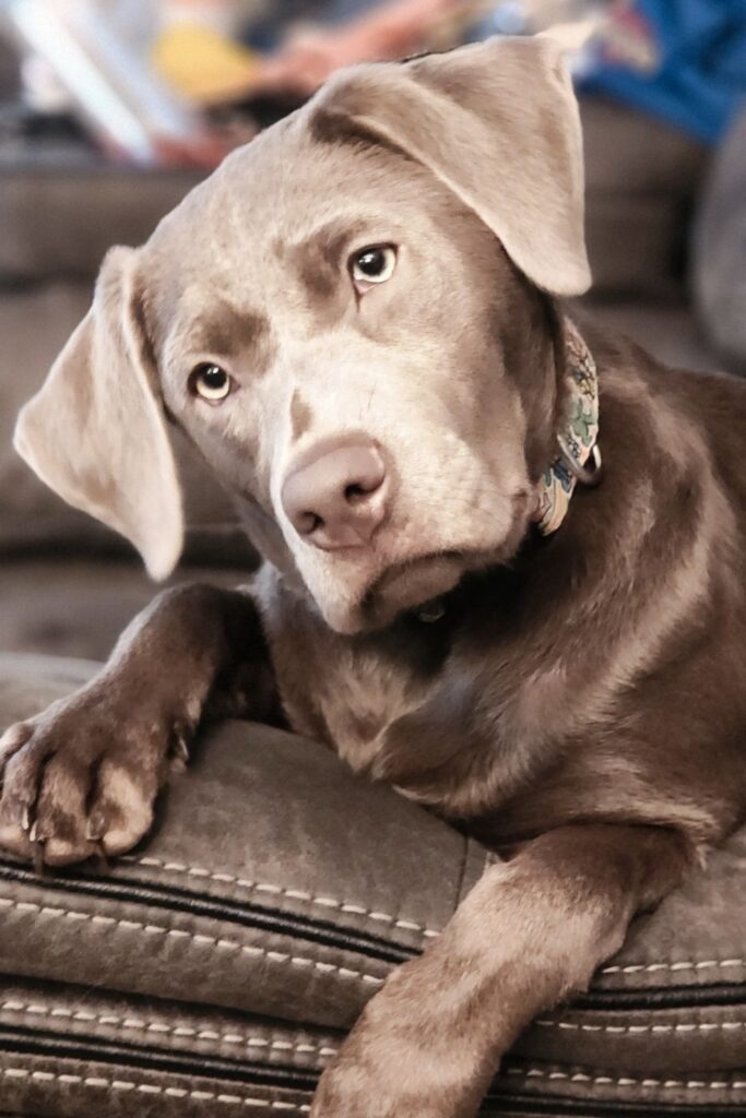 photo of a 5 month old silver Lab