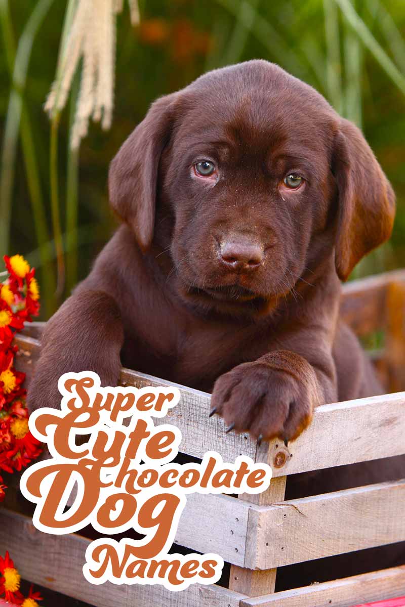 Super cute chocolate dog names - Great names for your Chocolate Labrador.