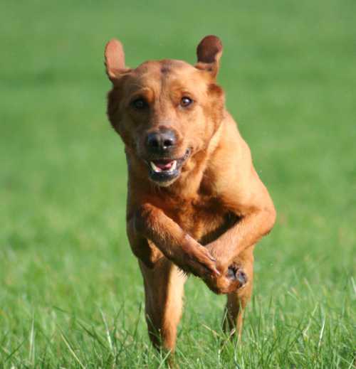 Labrador recall training