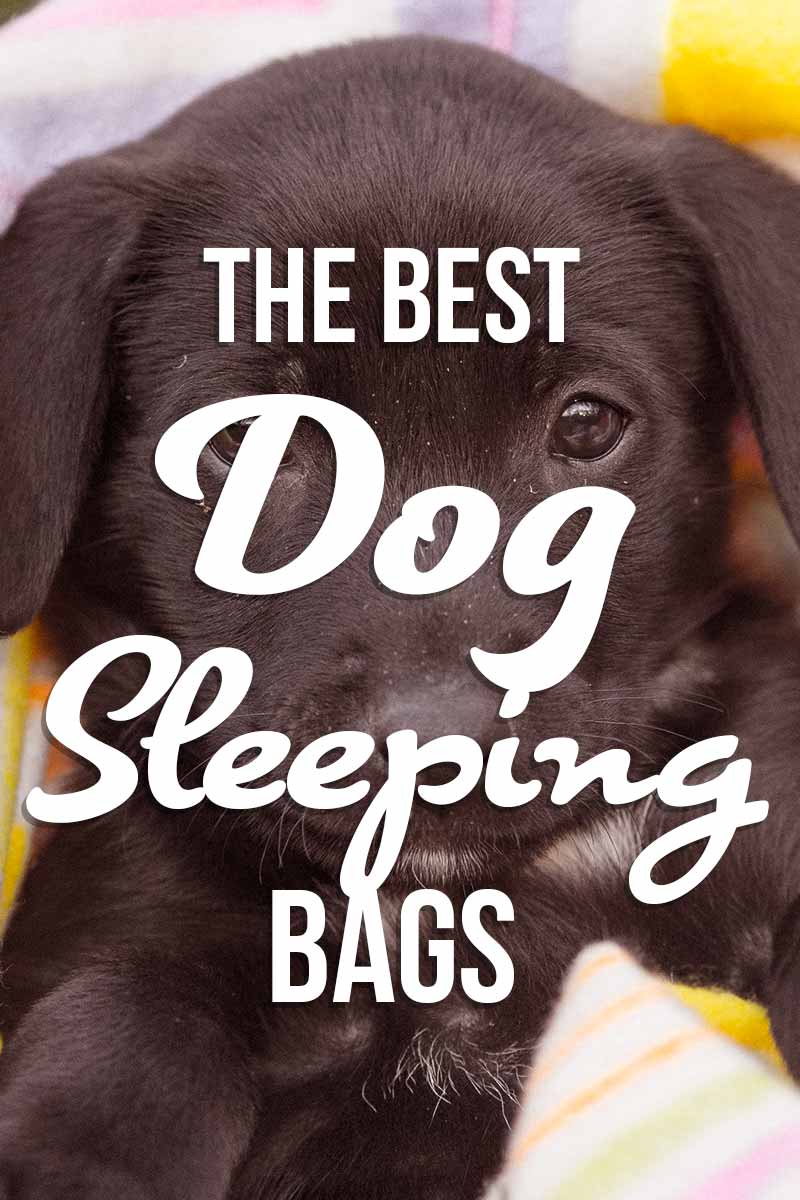 The Best Dog Sleeping Bag - Great product reviews from The Labrador Site.