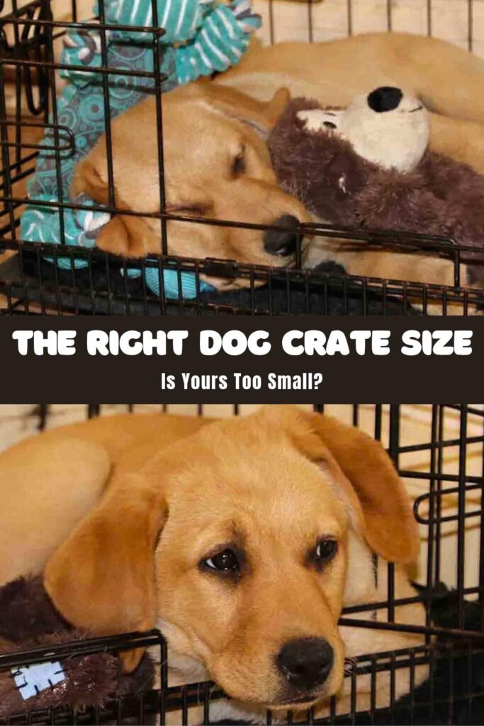 two photos of labrador puppies in a crate