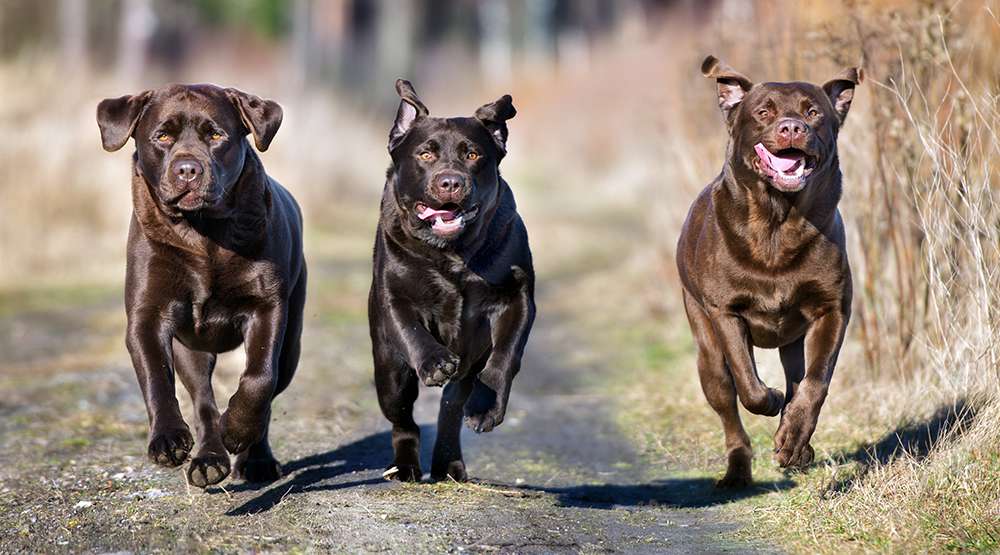 a photo of three labs running towards the camera