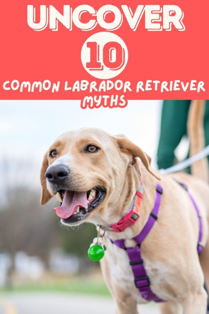 photo of yellow labrador in a harness with a happy face