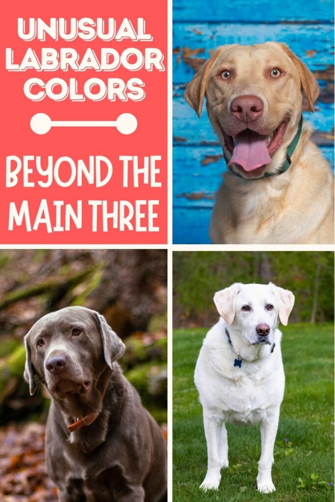 collage of three lab photos