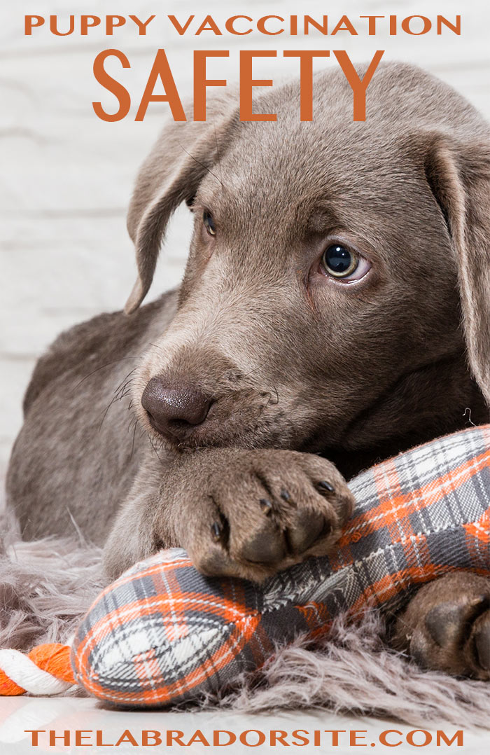Find out just how safe puppy vaccinations really are