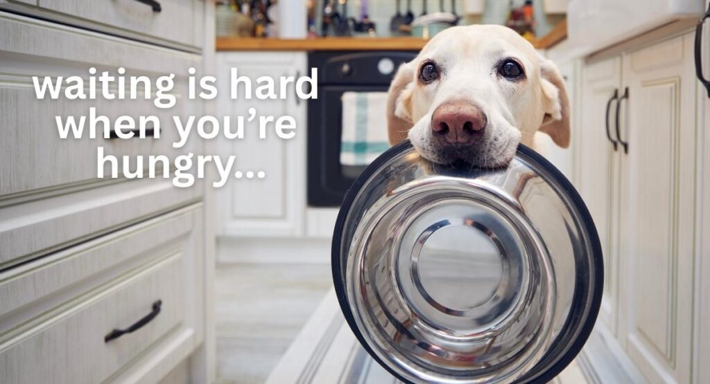 photo of yellow lab holding a stainless steel dinner bowl