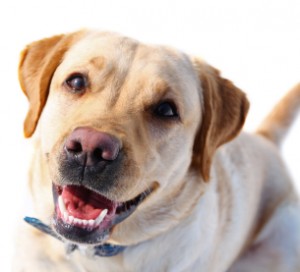 Moving house with a Labrador
