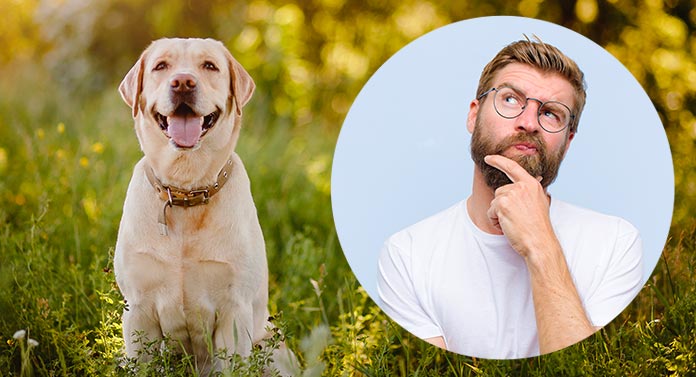 what class of dog is a labrador retriever