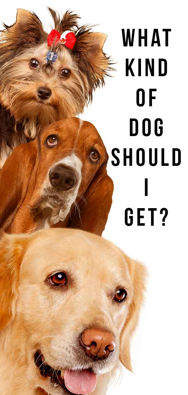 what kind of dog should I get