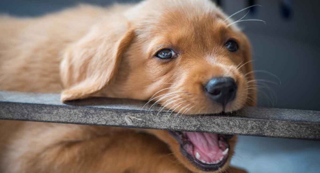 photo of a fox red labrador puppy biting a piece of wood