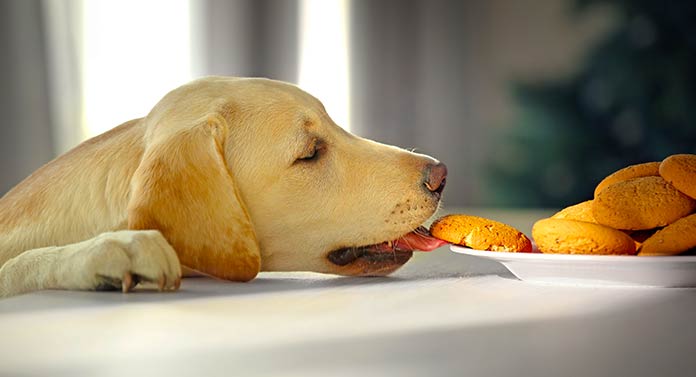 why do labs eat everything