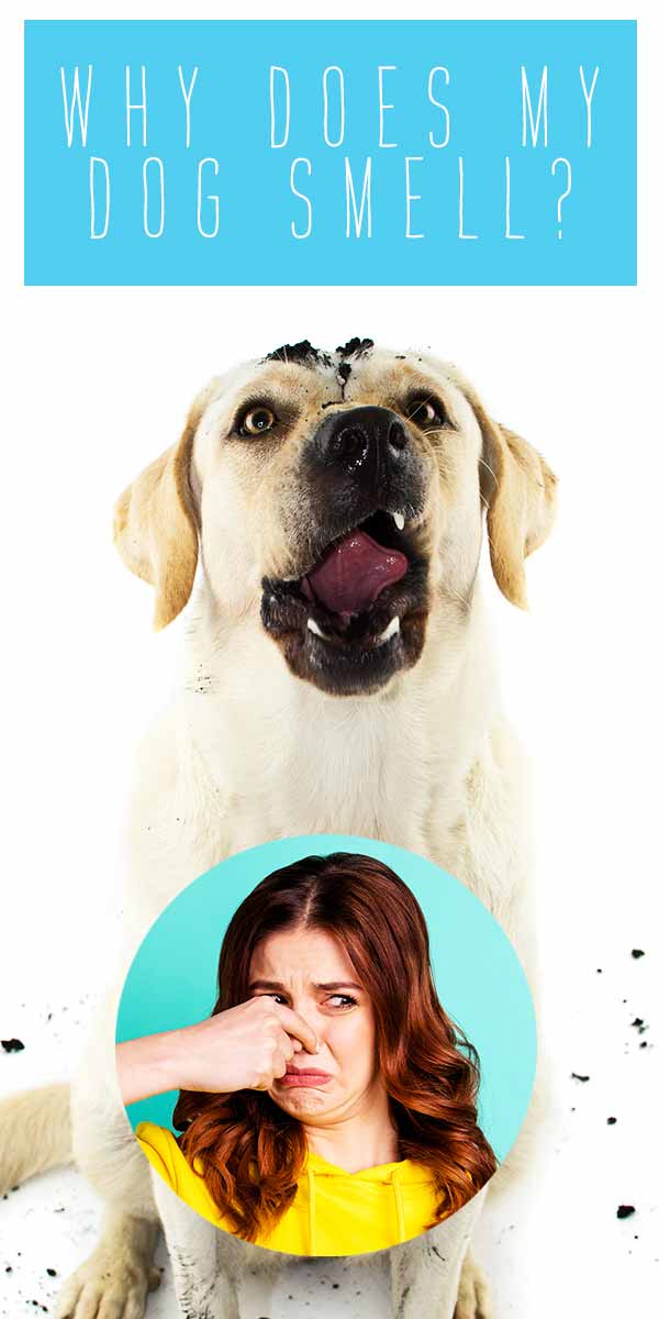 why does my dog smell