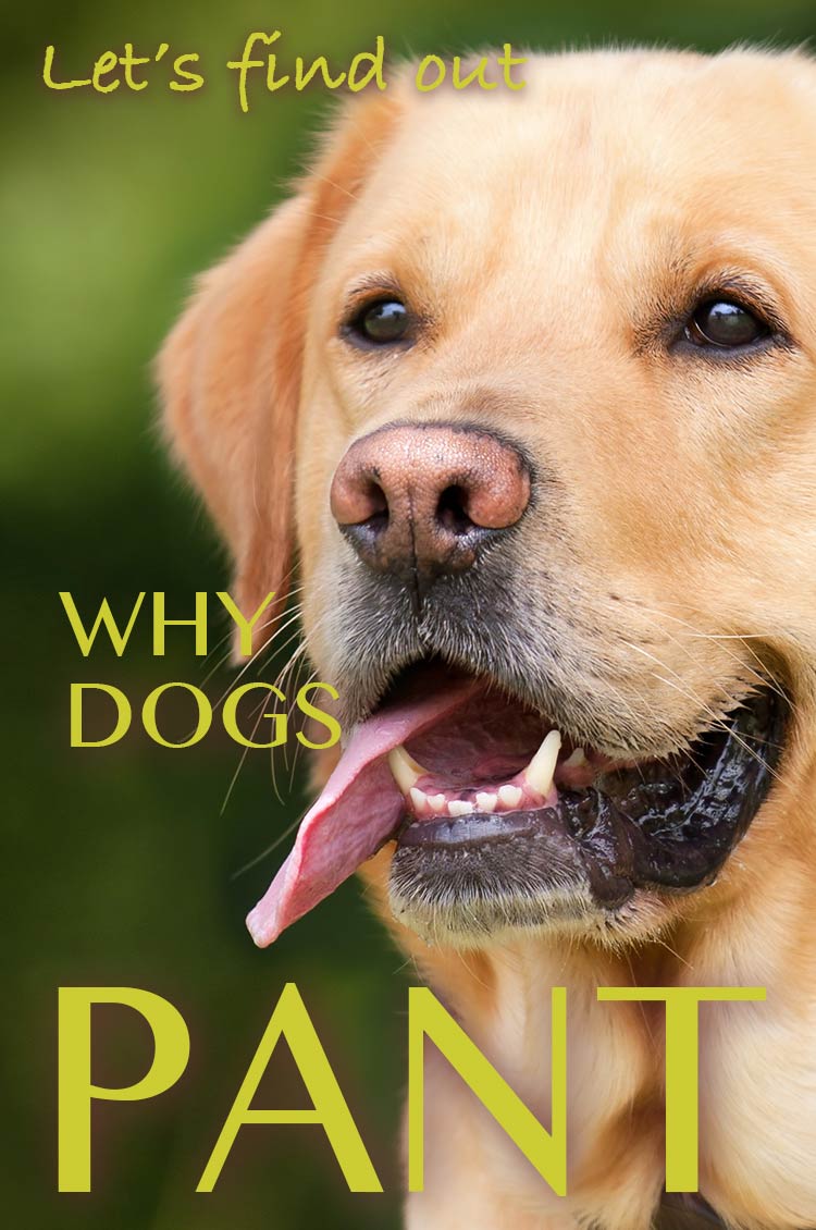 Dog panting investigated. Discover why dogs pant in this fascinating article