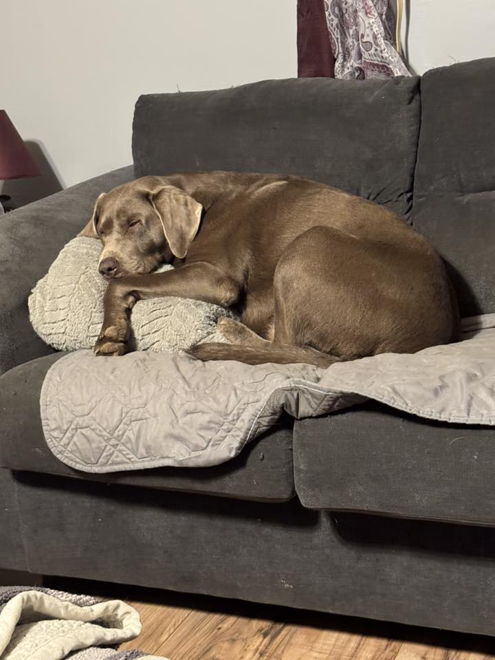 photo of a silver lab sleeping on a sofa