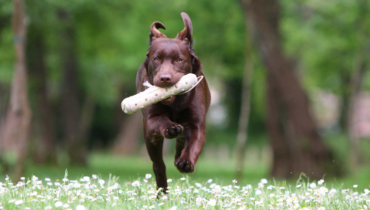 This brown Labrador loves fetching his bumper