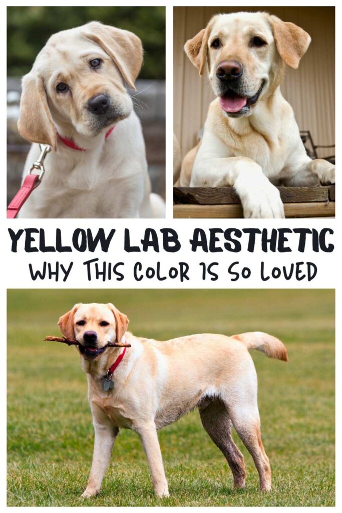 collage of 3 photos of yellow labs