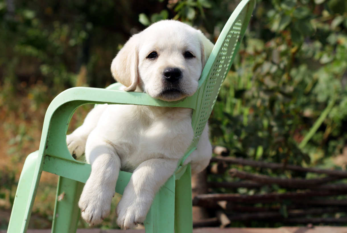 labrador puppy on a garden chair