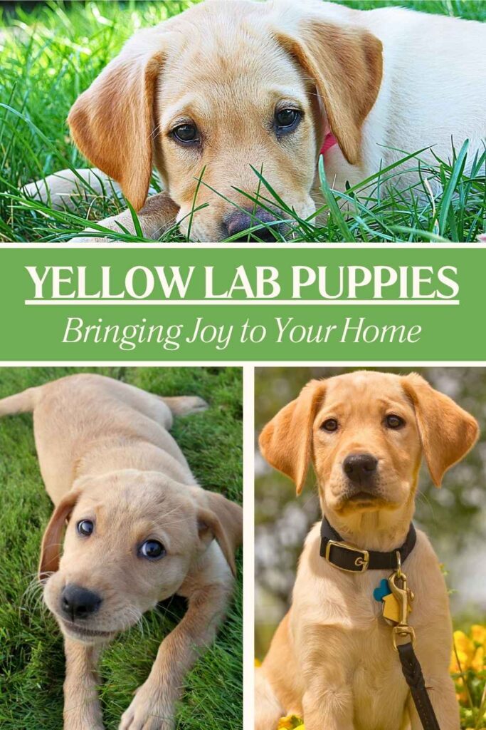 collage of three photos of yellow labrador puppies