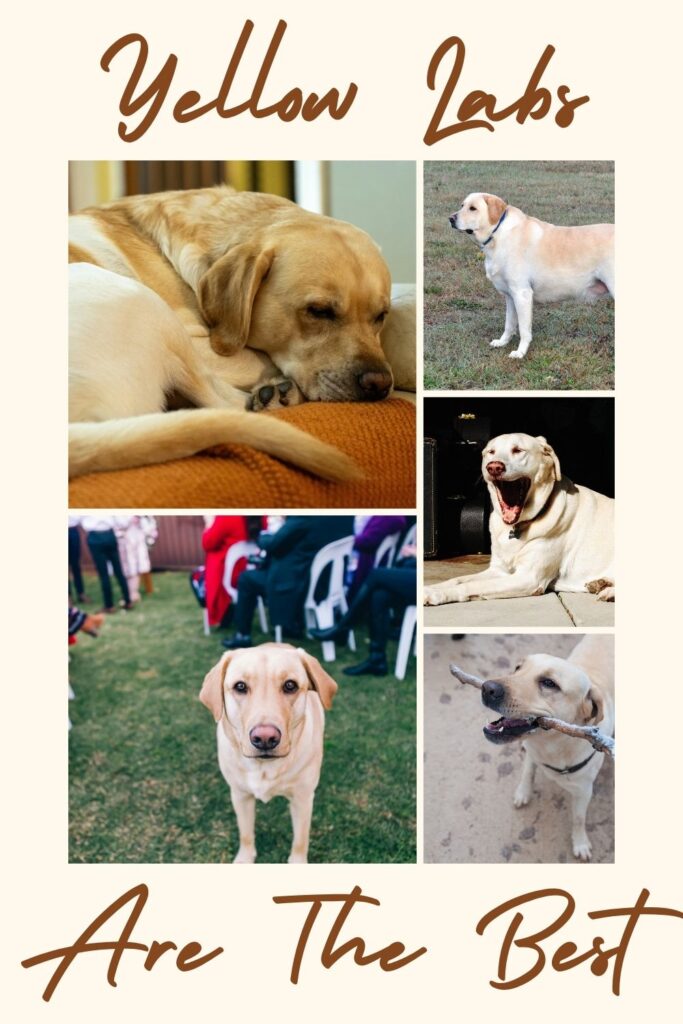 collage of photos of yellow labradors with text overlay that reads Yellow Labs Are The Best